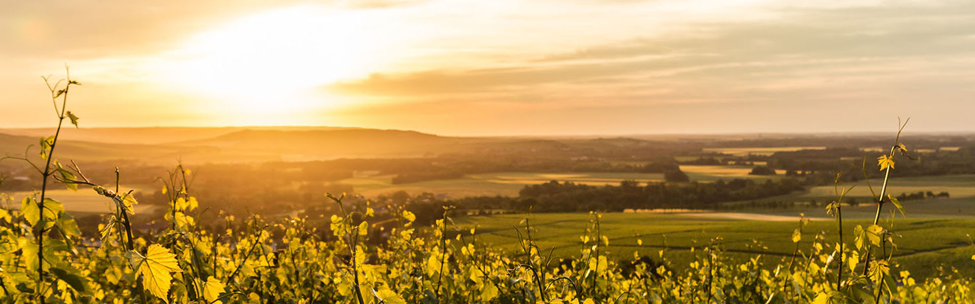 Producteur de champagne près de Reims