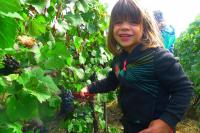 Vendanges 2013