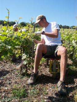Ebourgeonnage fructifère - un travail de connaisseur Ebourgeonnage fructifère - un travail de connaisseur