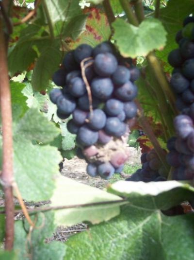 Foyer de pourriture grise sur grappe de Pinot Meunier Foyer de pourriture grise sur grappe de Pinot Meunier