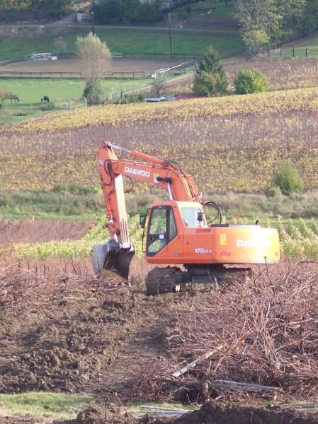 Arrachage des vieilles vignes