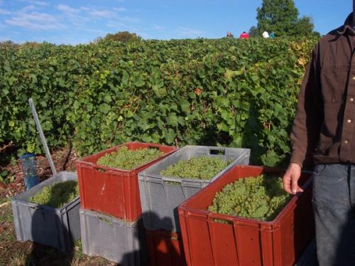 Caisses à vendanger de 50 kilos Cépage Chardonnay