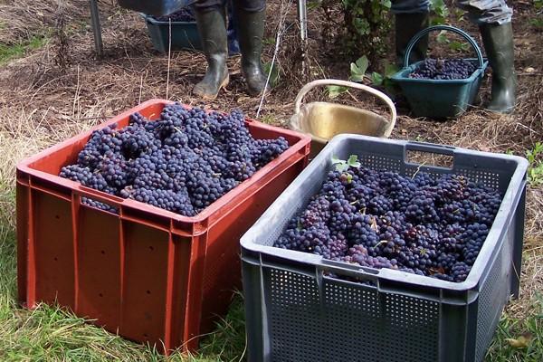 Vendanges de cépage Pinot Meunier