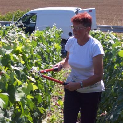 Cisaillage de finition avant les vendanges