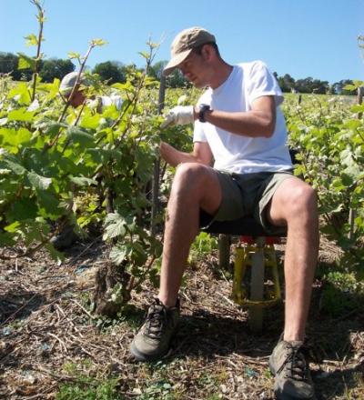 Ebourgeonnage fructifère - un travail de connaisseur