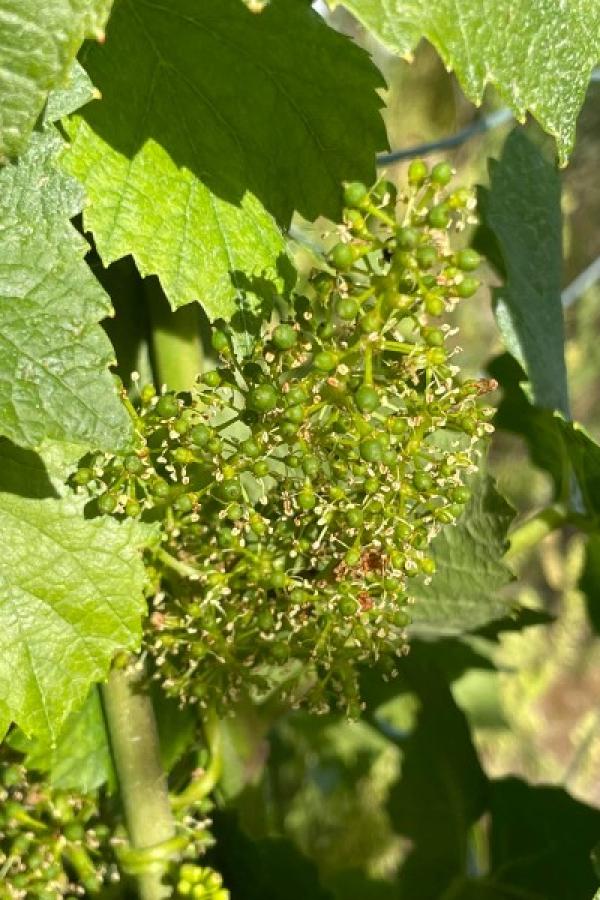 Floraison sur les chardonnays et pinots noirs 
